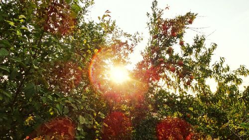 Sun shining through trees