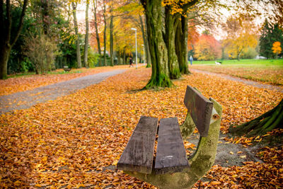 Fallen leaves on road