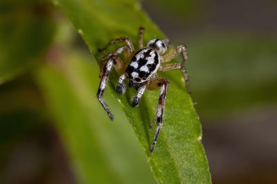 Close-up of spider