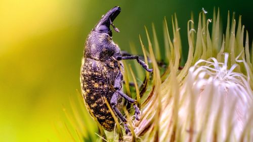 Close-up of insect on flower