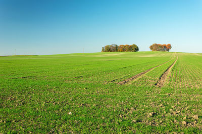 A huge green field with growing grain, trees on a hill