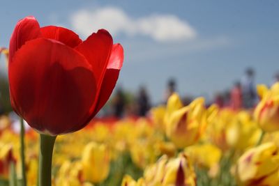 Close-up of red tulips