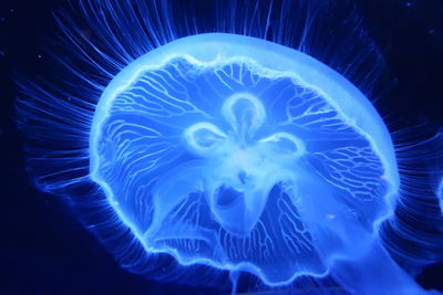 Close-up of jellyfish swimming in sea