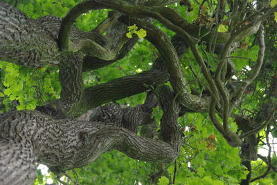 Close-up of lizard on tree trunk