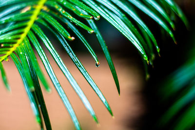 Close-up of raindrops on leaf