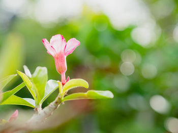 Close-up of pink flowering plant