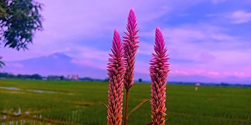 Close-up of plant on field against sky