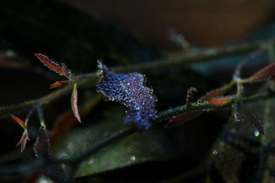 Close-up of wet leaves during winter