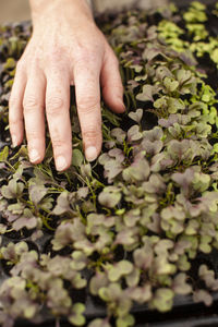 Midsection of person hand on flowering plants