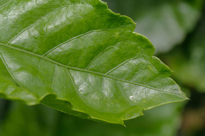 Close-up of fresh green leaf