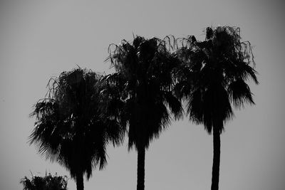 Low angle view of palm trees against clear sky
