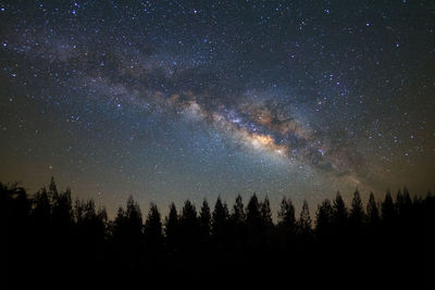 Silhouette trees against star field at night