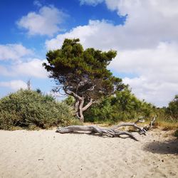 Trees on beach against sky