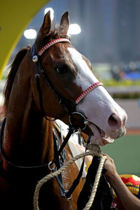 Close-up of horse standing outdoors