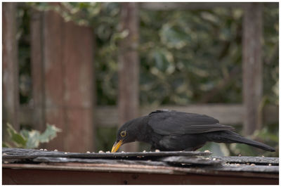 Black bird feeding in a kirriemuir cottage garden.