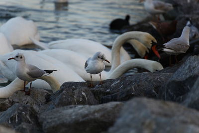 Seagulls perching on rock in lake