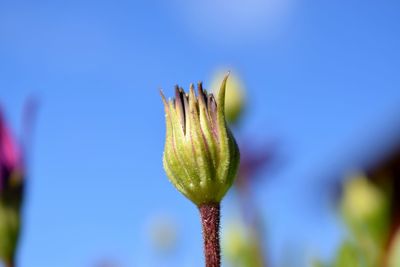 Close-up of flower bud growing outdoors