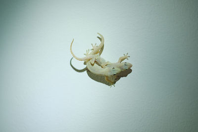 Close-up of lizard on wall against white background