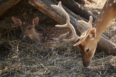 Deer in a field