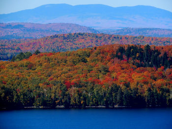 Scenic view of lake by trees during autumn