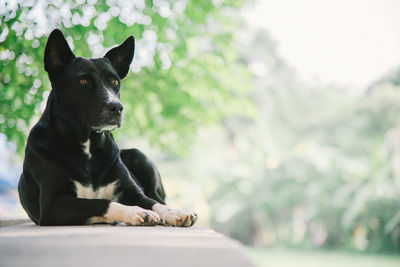 Close-up of a dog looking away