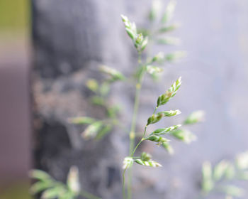 Close-up of plant