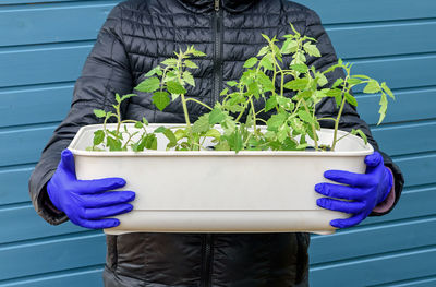 Plastic box with tomato seedlings ready for sowing, in the hands of a man in gloves. spring