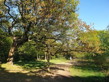 Trees in park during autumn