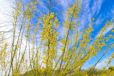 Low angle view of flowering plants against blue sky