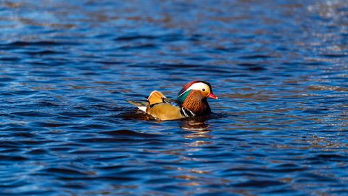 Mandarin duck male  swimming in river on the swedish west coast. 