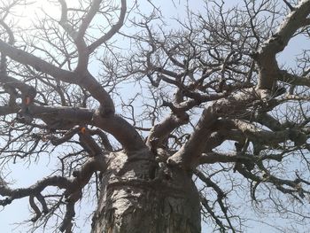 Low angle view of bare tree against sky