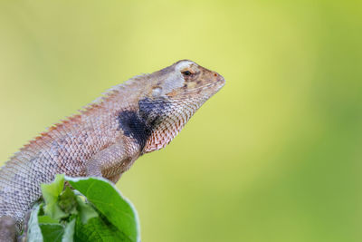 Close-up of a lizard