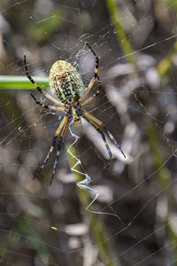 Close-up of spider on web