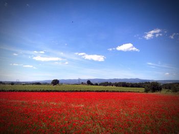 Scenic view of field against blue sky