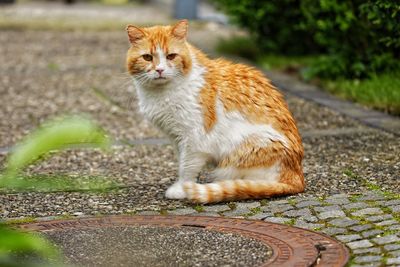 Cat sitting on street