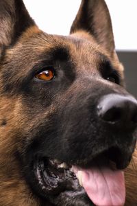 Close-up portrait of dog