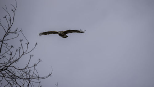 Low angle view of eagle flying against clear sky