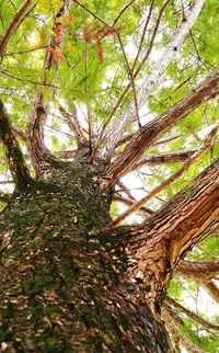 Low angle view of trees in forest