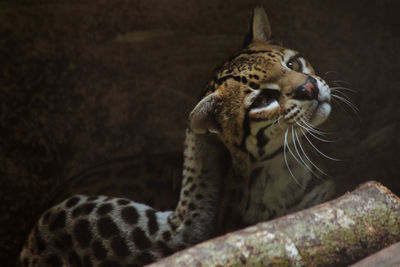 Close-up of a cat looking away