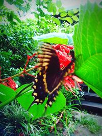 Close-up of butterfly on leaf