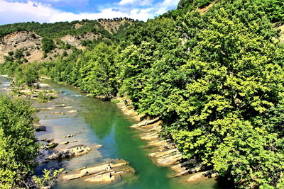 Scenic view of river amidst trees in forest