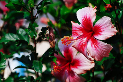 Close-up of red hibiscus on plant