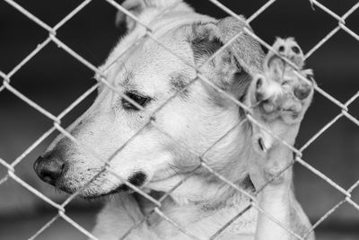 Close-up of dog in cage