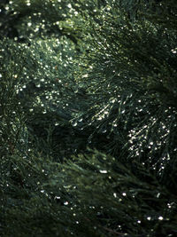 Close-up of raindrops on pine tree
