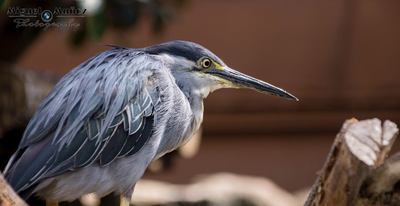 CLOSE-UP SIDE VIEW OF BIRD