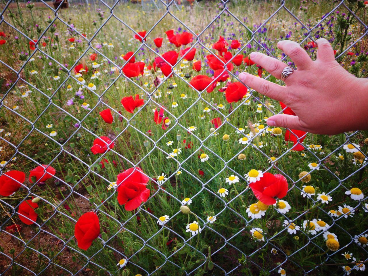 CLOSE-UP OF HAND HOLDING RED POPPIES