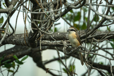 Close-up of bird perching on branch