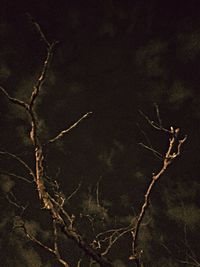 Bare trees at night