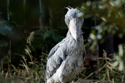 Shoebill staring at me in the meadow