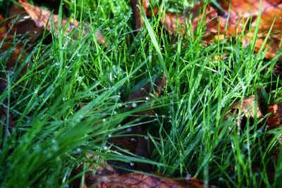 Close-up of raindrops on grass
